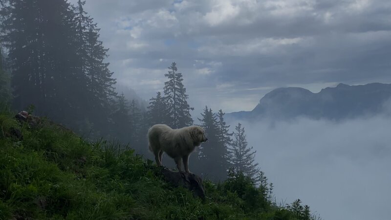Herdenschutzhund Bello am Morgenfrüh im Nebel auf der Alp Oberberg, Isenthal UR. – Bild: ZDF und SRF