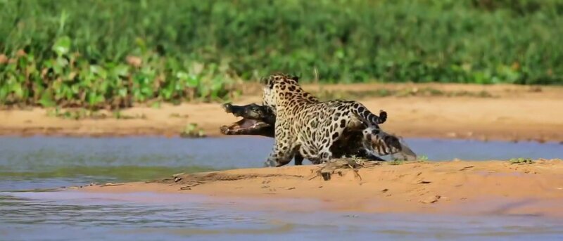 Jaguar greift Krokodil an – Bild: Spiegel TV Wissen