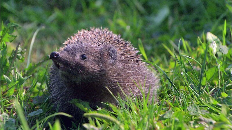 Igel. – Bild: ORF/​Power of Earth