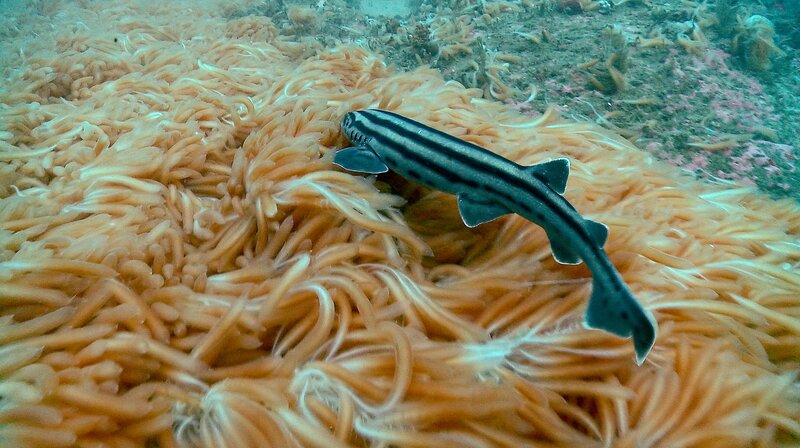 Pyjamahaie lauern ihrer Beute auf. Kommt der richtige Moment, schlagen sie zu. – Bild: NDR/​Doclights GmbH Naturfilm/​Charles Maxwell