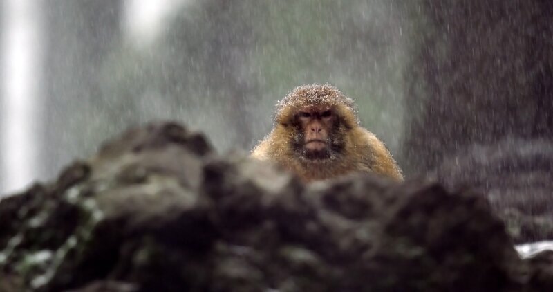Ein Berberaffe im Schnee. – Bild: Bernhard Rübe /​ BR, Rübefilm /​ BR/​Rübefilm/​Bernhard Rübe