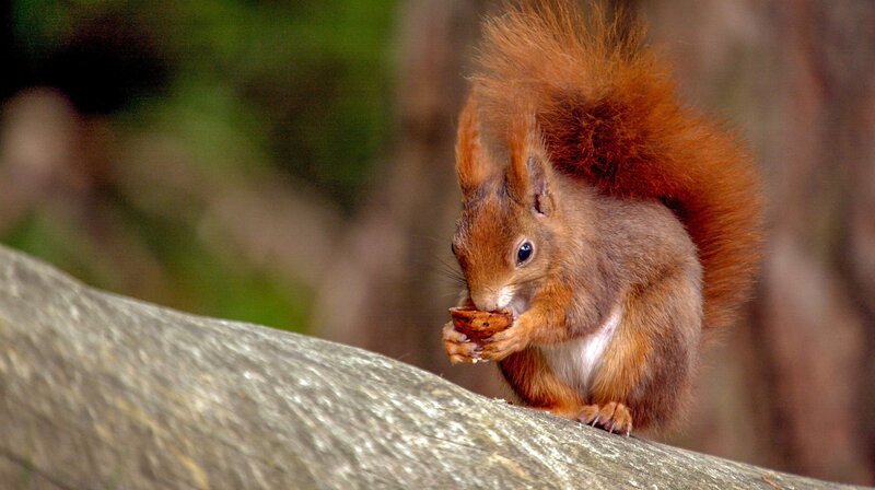 Rotes Europäisches Eichhörnchen. – Bild: WDR/​NDR/​dreiD.at/​Rilk Film, Hubert Doppler