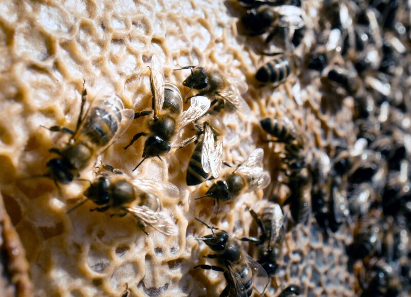Bienenaktivität in einer Wabe. – Bild: ZDF und ORF/​ORF-OÖ/​Philipp Pölz