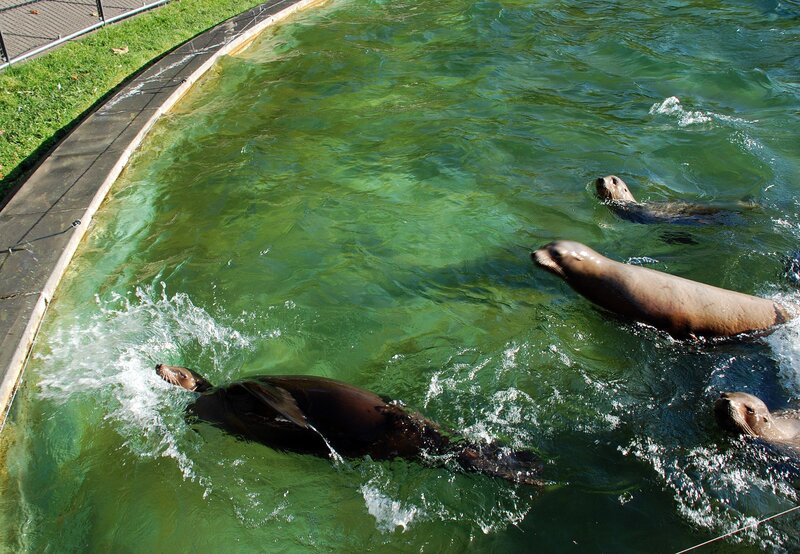 Die Seelöwen sind Showtalente – auch in der Wilhelma, wo sie die Besucher regelmäßig zu ihren Shows anlocken. – Bild: SWR/​Jens Klingler