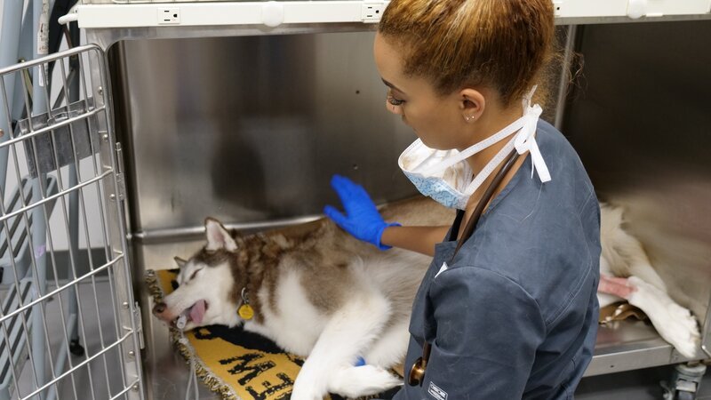 Chocolate recovering after surgery with a Vet tech – Bild: Animal Planet, Discovery Communications, LLC