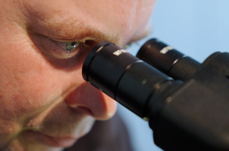 Kammerjäger Bernhard Bäcker betrachtet die invasive Ameisenart „apinoma magnum“ aus Nordafrika unter dem Mikroskop. – Bild: SWR/​Jörn Michaely