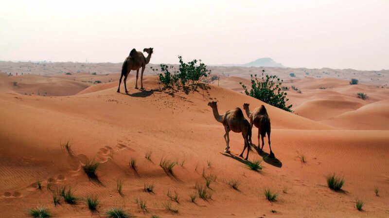 Nicht jeder Sand eignet sich für die Betonherstellung. Wüstensand ist zu rund. Weitere Fotos auf Anfrage. – Bild: NDR/​jumpmedienTV GmbH