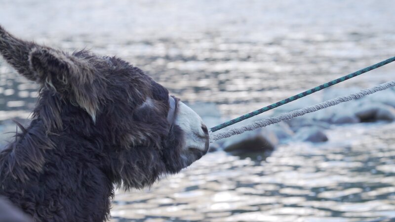 Junior, the donkey being pulled onto the boat. (close-up) – Bild: Discovery Channel /​ Discovery Communications, LLC