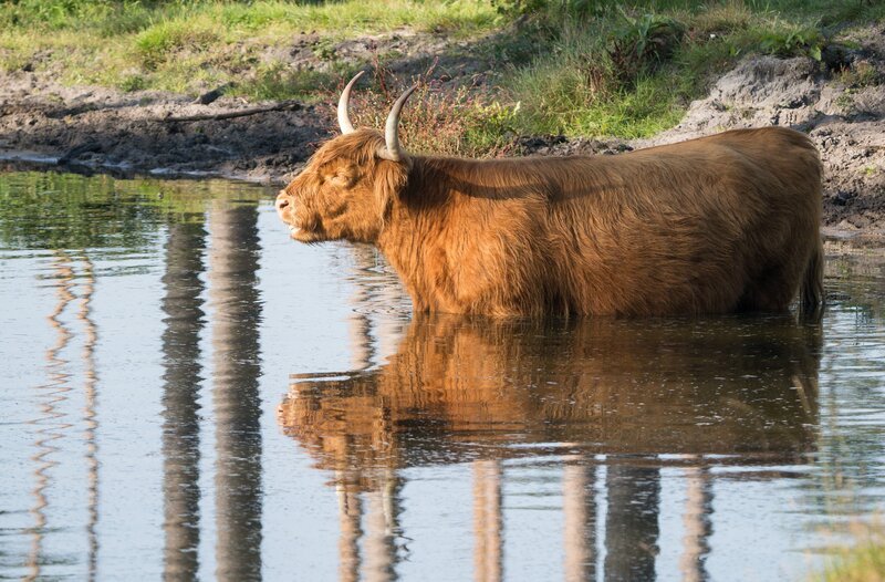 Heckrinder arbeiten als vierbeinige Naturschützer im Naturschutzgroßprojekt Wistinghauser Senne. – Bild: WDR/​MacroTele-Film/​Ralph Schieke