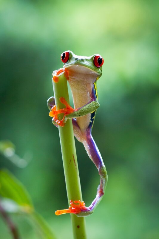 Ein Rotaugenfrosch legt eine Kletterpause im Regenwald von Costa Rica ein. – Bild: ZDF und Emma Napper