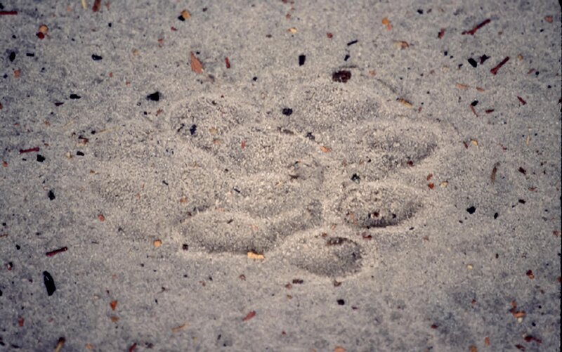 Fußabdruck – Bild: DCI – For Show Promotion Only