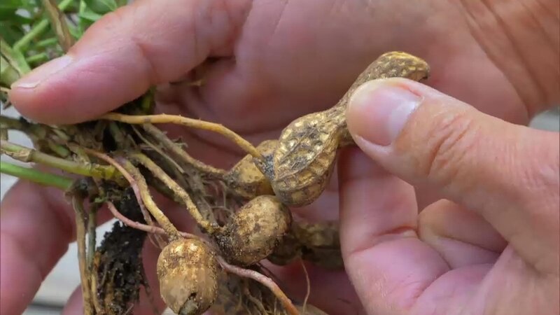 In einem spannenden Zeitraffer wird gezeigt, wie die Erdnuss wächst. – Bild: WDR/​Die Sendung mit dem Elefanten