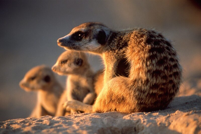 Meerkats. As seen on MEERKAT MANOR. – Bild: ANIMAL PLANET /​ JOHN BROWN