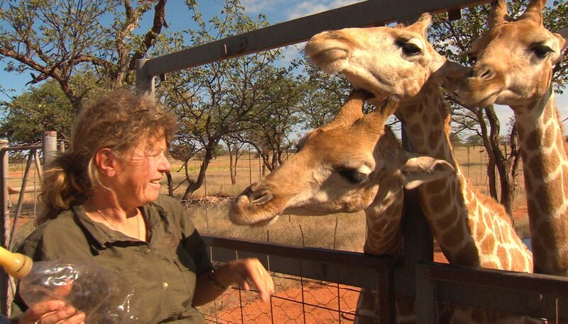 Tierärztin Simone Herzog hält mit den Giraffen ein gemütliches Teestündchen ab. Die Tiere sind zwar längst groß genug, um für sich selbst zu sorgen, aber feinen Tee lassen sie sich nach wie vor gerne servieren. – Bild: SWR/​Matias Lackner