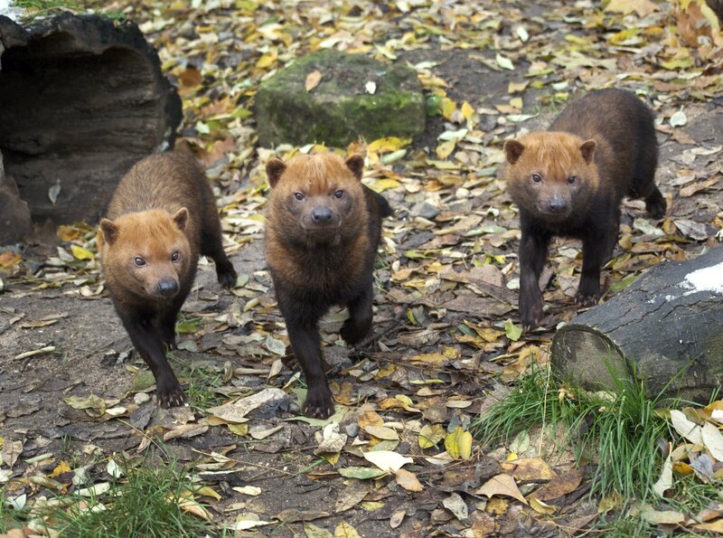 ARD/​SWR EISBÄR, AFFE & CO FOLGE 167, „Zoogeschichten aus Stuttgart“, am Dienstag um 16:10 Uhr im ERSTEN. Die neugierigen Waldhunde untersuchen alle neuen Gegenstände in ihrem Gehege, besonders schnell, wenn sie nach Futter riechen. – Bild: SWR/​Jens Klingler