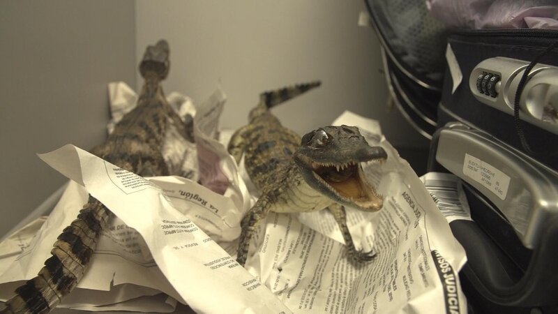 Jeden Tag kämpfen die Polizeibeamten am Flughafen in Peru gegen den Drogenhandel und andere Verbrechen. – Bild: National Geographic Partners, LLC.