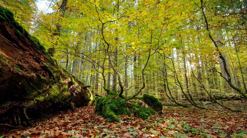 Buchenwald. – Bild: phoenix/​ZDF