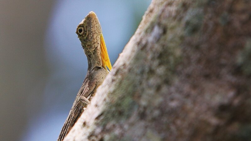Close up of a flying dragon lizard in the tree – Bild: gewoonchill /​ Getty Images/​iStockphoto /​ iStockphoto