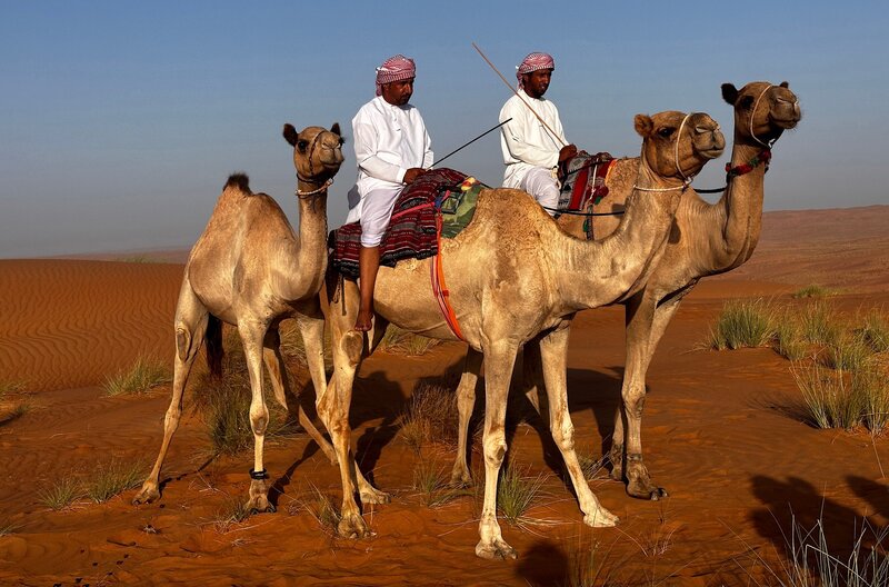 Mit ihren Kamelen führen einige Beduinen noch das traditionelle Leben in der Wüste. – Bild: NDR/​Sebastian Richter