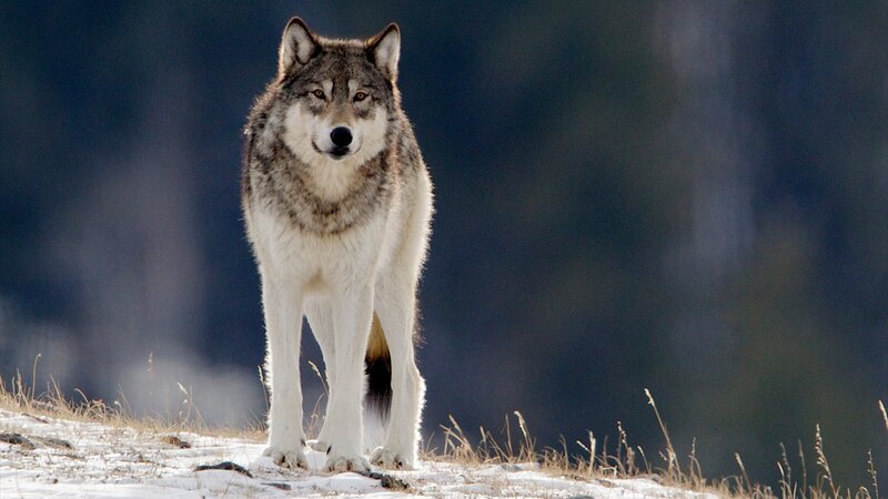 In den ersten Jahren nach ihrer Auswilderung vermehrten sich die Wölfe im Yellowstone Nationalpark und bildeten neue Rudel. Besonders in wildreichen Regionen, in denen viele Wapiti-Hirsche leben, war das Projekt erfolgreich. – Bild: SRF/​Bearhead Photography