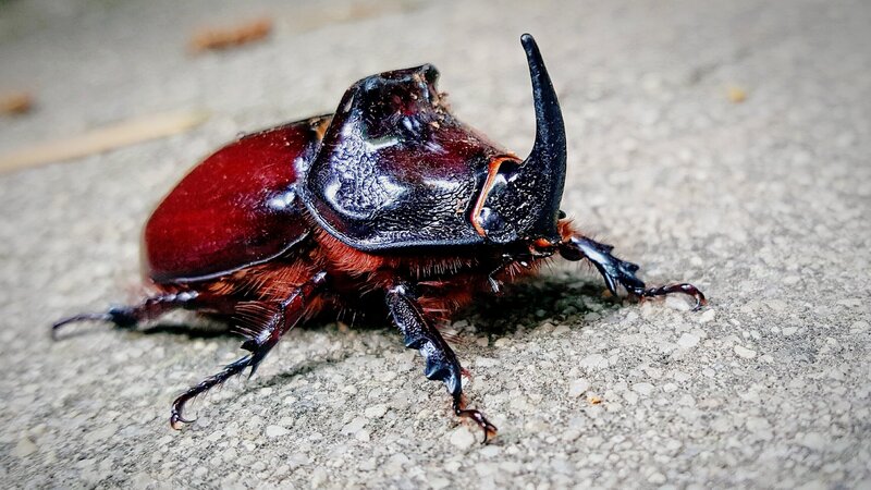 Close-Up Of Rhino Stag Beetle On Floor. – Bild: Marian Stoev /​ EyeEm /​ Getty Images/​EyeEm /​ GettyImages-571251589