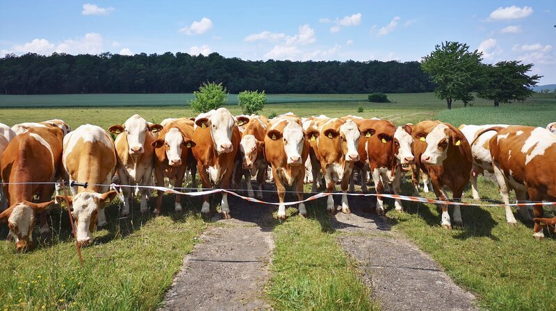 Kühe kurz vor „Dienstbeginn“. Neben Schafen und Ziegen werden im Grabfeld auch Rinder zur Landschaftspflege eingesetzt. Einstige Kolonnenwege werden so zu Wanderwegen und begehbaren Mahnmalen der Deutschen Teilung. – Bild: MDR/​Steffi Peltzer-Büssow