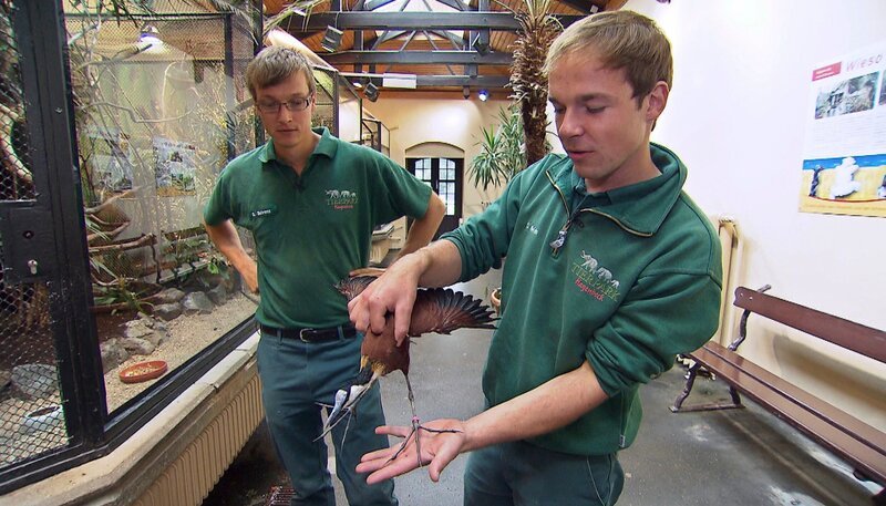 ARD/​NDR LEOPARD, SEEBÄR & CO., FOLGE 151. Die Tierpfleger Dave Nelde und Sebastian Behrens spielen Trauzeugen bei der Blatthuhnhochzeit. – Bild: NDR, DocLights GmbH