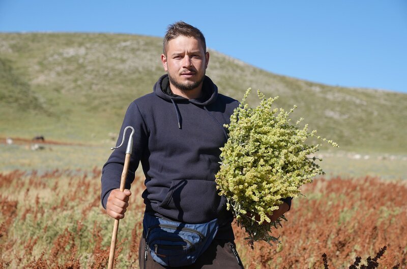Lucjano Limoj mit einem Bündel Bergtee – eine Delikatesse, die in Süd-Albanien und Nord-Griechenland in Höhenlagen ab 1.000 Meter wächst – Bild: MedienKontor/​Cordula Stadter