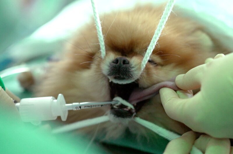 Pomeranians (Zwergspitzhunde) werden auf süßes Aussehen gezüchtet, sind aber oft krank. – Bild: SWR Pomeranians (Zwergspitzhunde) werden auf süßes Aussehen gezüchtet, sind aber oft krank. – Bild: SWR