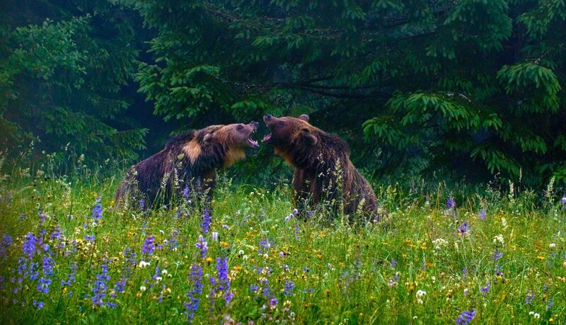 Braunbären beim kämpfen. – Bild: ORF/​dreiD/​Christine Sonvilla