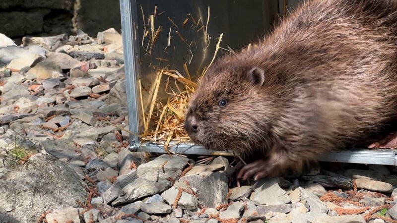 Guter Biber - Böser Biber – Bild: ZDF und SRF, Maakii, Kalmäuser