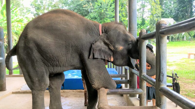 Patient im weltweit einzigen Elefantenkrankenhaus in Lampang, Nordthailand – Bild: ZDF und NDR/​Wolfgang Schick.