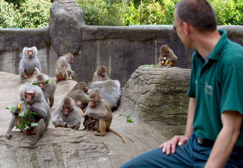 10 Uhr vom NDR im Ersten. Uwe Fischer bei den Pavianen. – Bild: NDR/​Sandra Hoever