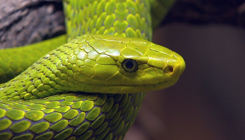 Die Grüne Mamba ist gerettet. – Bild: NDR/​DocLights GmbH