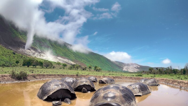 Die Riesenschildkröten gehören zu den größten Bewohnern der Galápagos-Inseln. Knapp 15.000 von ihnen leben auf dem Archipel. – Bild: BBC Studios