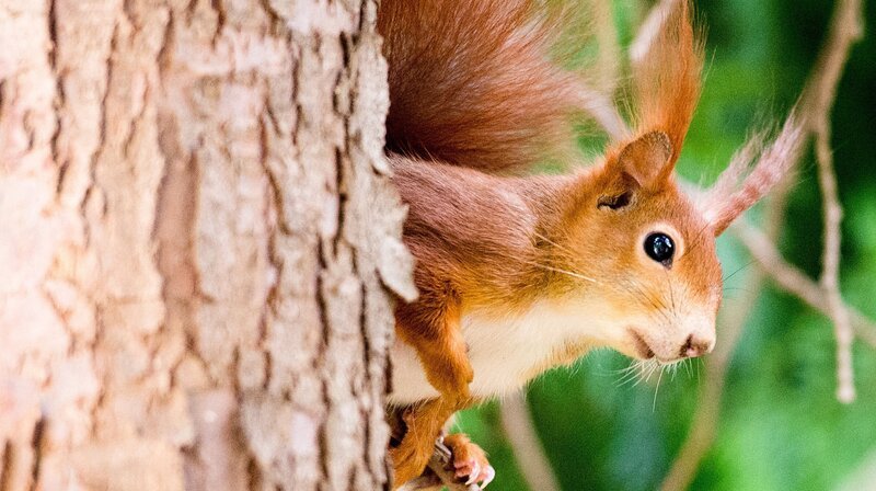 „Die verrückte Welt der Hörnchen“ erzählt spannende und unterhaltsame Geschichten aus der Welt eines der populärsten Säugetiere unseres Planeten. Manche Hörnchen können fliegen, viele leben am Boden oder in Bäumen und einige bevorzugen die Kälte oder die Hitze. Ob Jung oder Alt: Es gibt kaum einen Menschen, der sich dem Charme eines drollig dreinschauenden Hörnchens mit vollen Backen entziehen kann. Der Film enthüllt die zauberhafte Welt der Hörnchen und bringt eine bunte Mischung aus Information, Unterhaltung und Faszination auf den Bildschirm. – Bild: WDR/​dpa/​Alexander Heinl