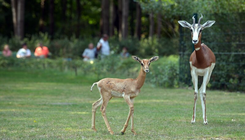 Nachwuchs bei den Mhorrgazellen im Tierpark. – Bild: rbb/​Thomas Ernst
