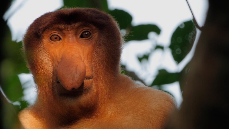 Nasenaffe  +++ Die Verwendung des sendungsbezogenen Materials ist nur mit dem Hinweis und Verlinkung auf RTL+ gestattet. +++ – Bild: RTL /​ © Terra Incognita Docs