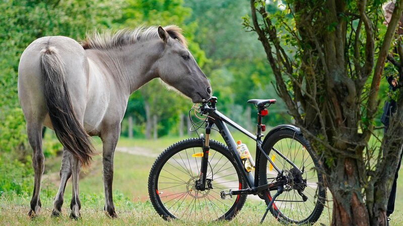 Fast wilde Pferde: Koniks leben im Naturpark Barnim und sind von Berlin aus per Rad gut zu erreichen. – Bild: ZDF und rbb/​Wolfgang Albus