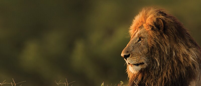 Lion – Bild: Curiosity Channel