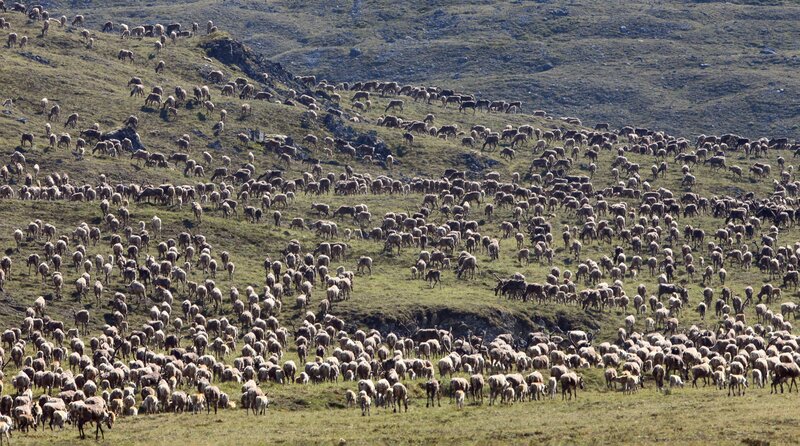 Tausende Karibus der Porcupine-Herde während der jährlichen Zusammenführung im Arctic National Wildlife Refuge, Alaska – Bild: phoenix/​BBC/​Max Hug Williams