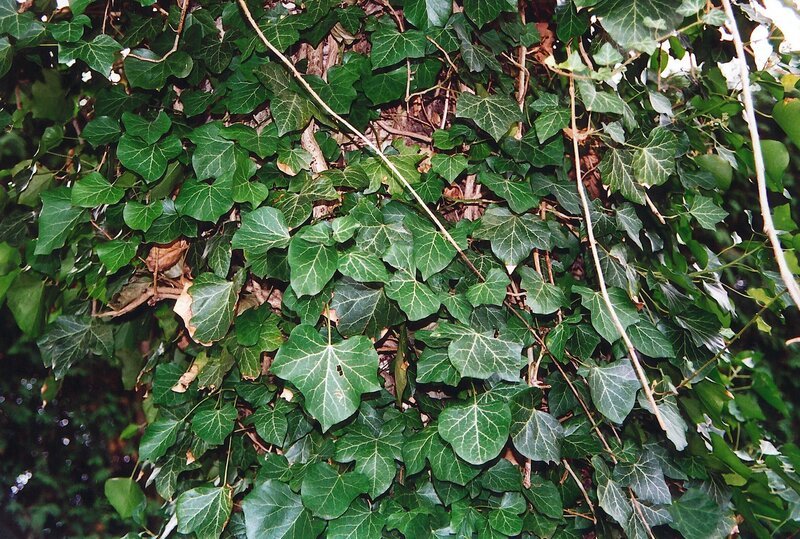Der Efeu ist immergrün und kann mehrere hundert Jahre alt werden. Mit Hilfe von Haftwurzeln klettert er an Mauern und Bäumen hinauf, bis in eine Höhe von 20 Metern. – Bild: BR/​Angelika Zettl