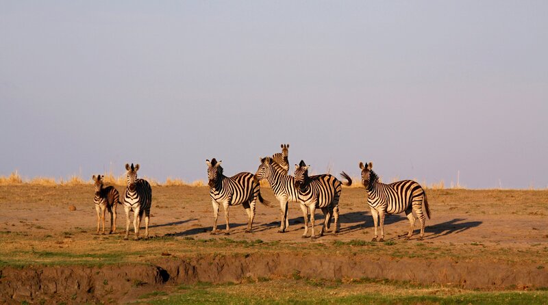 Eine Gruppe von Zebras in den Überschwemmungsgebieten des Chobe-Flusses im Chobe-Nationalpark, Botswana – Bild: phoenix/​BBC/​Robert Morgan