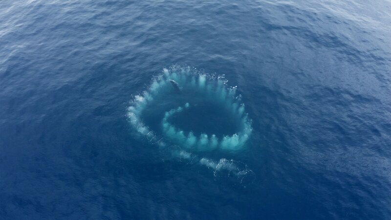 Der Blick von oben offenbart seltsame Spiralen im offenen Ozean vor der Küste Australiens.  +++ – Bild: RTL /​Wild Ocean Tasmania /​ Folge 204