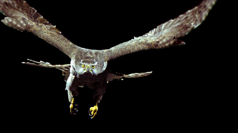 Habicht: Habichte – wahrscheinlich die wendigsten Raubvögel – jagen ihre Beute in dichten Wäldern. Nur mit 40facher Zeitlupe könne wir ihre Leistungen verstehen. – Bild: ORF