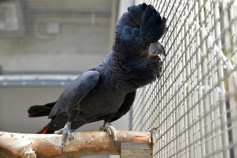 Felix, der Banks Rabenkakadu im Zoo Berlin. – Bild: rbb
