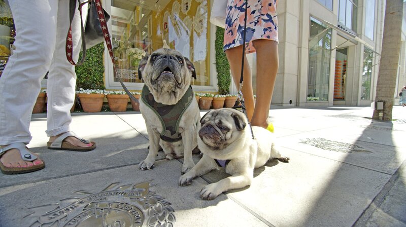 Zwei Möpse mit Ihren Besitzern auf dem Rodeo Drive – Bild: phoenix/​ZDF/​BBC