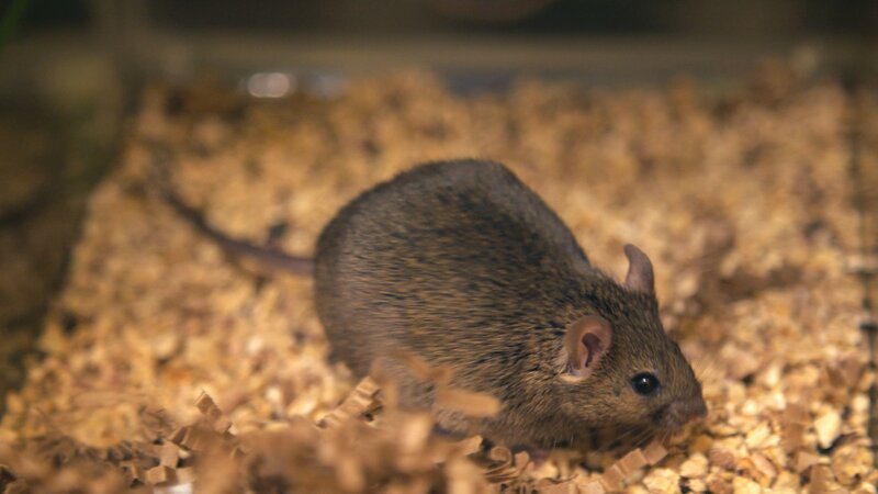 . – Bild: INSIGHT HD