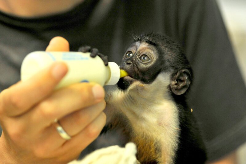 Bei den Affen im Tierpark sind die Dianameerkatzen Hera und Solar das erste Mal Eltern geworden! – Bild: rbb/​Niels Leiser