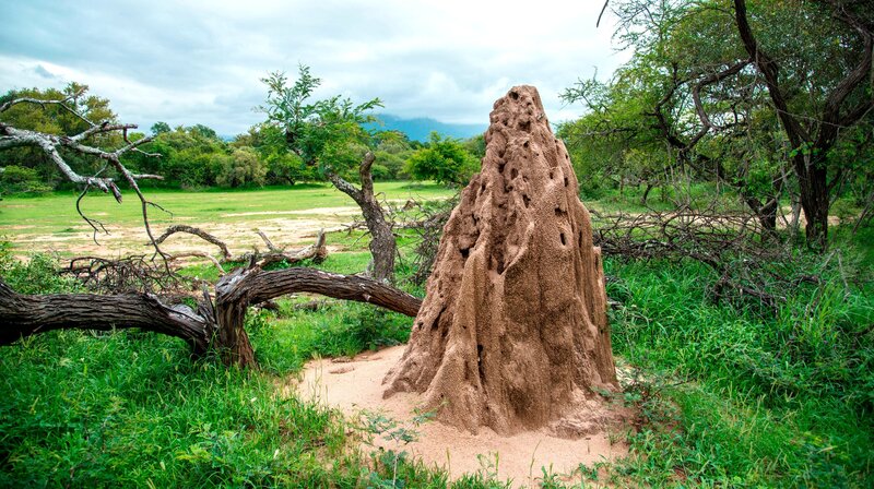 Tierische Wohngemeinschaften – Bild: WDR/​Text und Bild Medienproduktion/​Robert Sigl